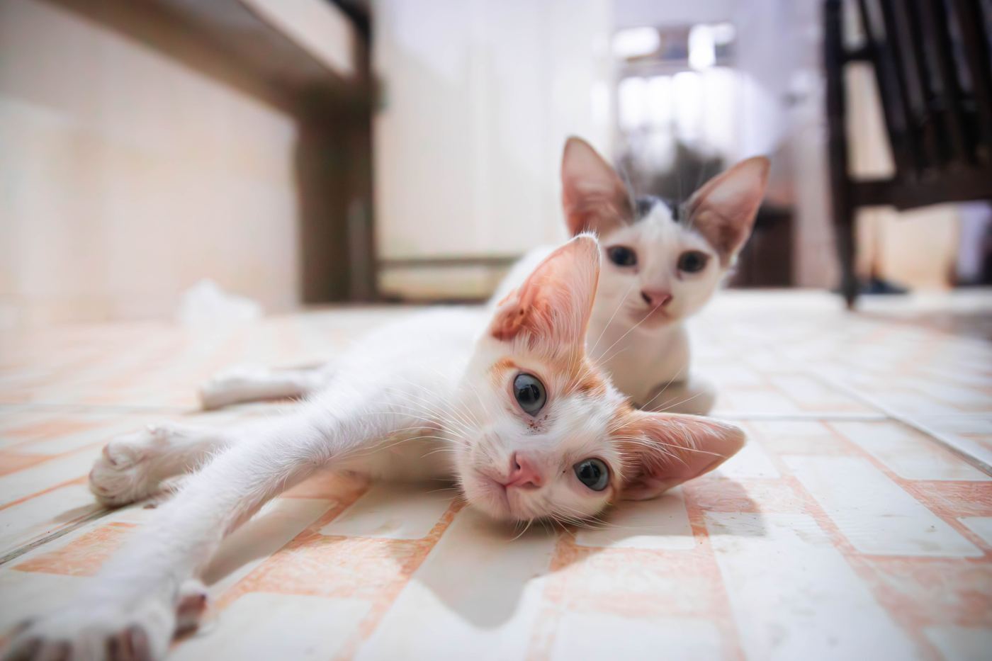 Gato junto a un cuenco de pienso